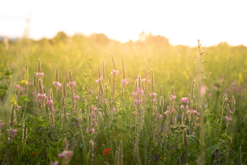 Colorful flowering herb meadow with colorful blooming wildflowers. Bee pasture for honey production in sunlight. Meadow flowers photographed landscape format suitable as wall decoration in the wellnes - obrazy, fototapety, plakaty