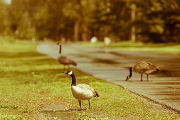 Canadian Geese