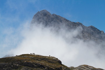 Picos de Europa, Spain; Aug. 04, 2015. The Picos de Europa National Park is located in the Cantabrian Mountains, between the provinces of Asturias, Le&oacute;n and Cantabria.