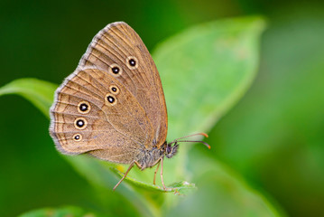 Pattern of seven large dots on wings of butterfly