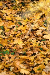Fallen yellow leaves.  Fall is coming.Fallen leaves background on autumn. Pile of yellow leaves on the ground.