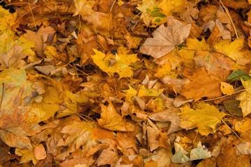 Fallen yellow leaves.  Fall is coming.Fallen leaves background on autumn. Pile of yellow leaves on the ground.