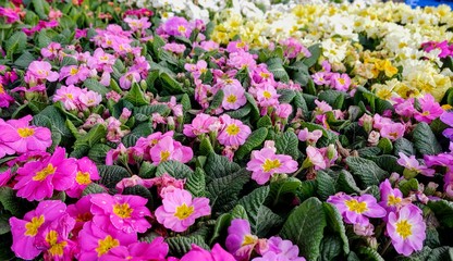 pink flowers in the garden