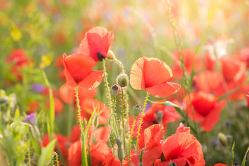 Colorful flowering herb meadow with colorful blooming wildflowers. Bee pasture for honey production in sunlight. Meadow flowers photographed landscape format suitable as wall decoration in the wellnes