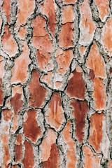 beautiful wooden background with a textured pattern of cedar bark