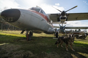 German shepherd dog guarding the airport and aeromuseum. Slovakia