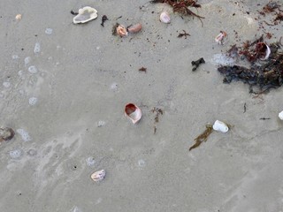 Sea shells and weeds