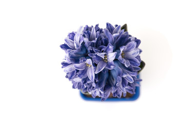 close up blue hyacinth isolated on white