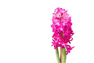 close up pink hyacinth isolated on white