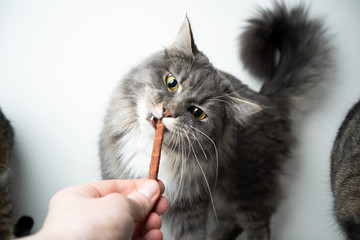 pet owner feeding blue tabby maine coon cat with treat stick