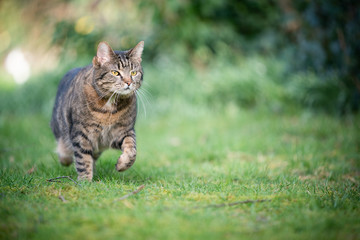 Naklejka na ściany i meble tabby shorthair cat walking on meadow in nature