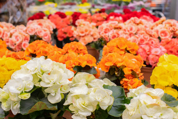 White orange red begonia blossom in a flower pot, background wallpaper backdrop design. Many flowering potted begonia bushes, potted plants during spring bloom