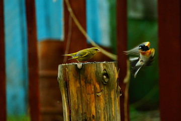 greenfinch (Carduelis chloris) does not allow finch (Fringilla montifringilla) 