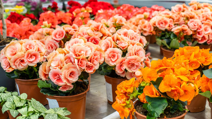 Delicate pink begonia blossom in a flower pot, background wallpaper backdrop design. Many flowering begonia bushes, terry fluffy flower beautiful petal