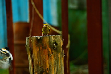 greenfinch (Carduelis chloris) does not allow finch (Fringilla montifringilla) 4 