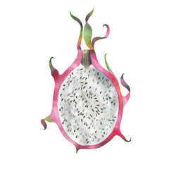 Exotic dragon fruit. Watercolor illustration.