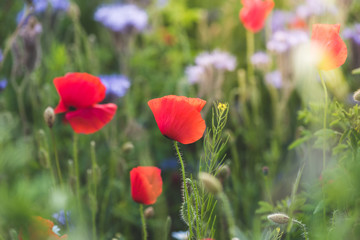 Colorful flowering herb meadow with colorful blooming wildflowers. Bee pasture for honey production in sunlight. Meadow flowers photographed landscape format suitable as wall decoration in the wellnes