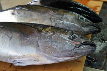 Fangfrische Thunfische auf dem Fischmarkt in Muttrah