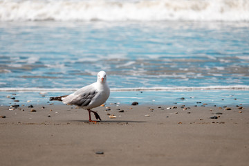 Seagull on a beach