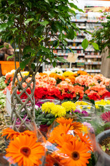 A flower shop counter during the spring bloom of a gerbera and a begonia blossom, natural fresh flowering potted plants for interior design and garden decoration