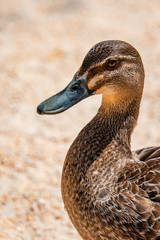duck