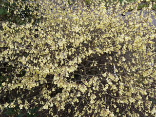 Floraison printanière jaune beurre du Noisetier du Japon pauciflore ou faux noisetier à petites...