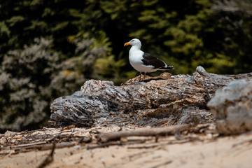 seagull sitting on wood