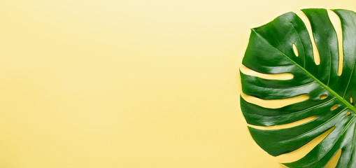Fototapeta na wymiar Tropical leaf Monstera on yellow background. Top view. Flat lay. Horizontal banner