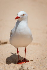 Seagull    