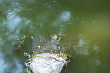 Green toad in the water is looking at me