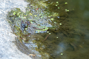 Green toad in the water is looking at me