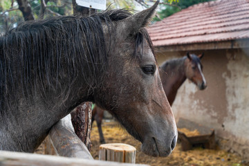 Fototapeta premium brown horses close-up 