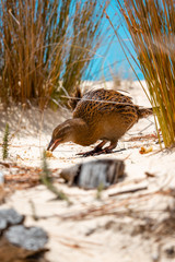 Weka