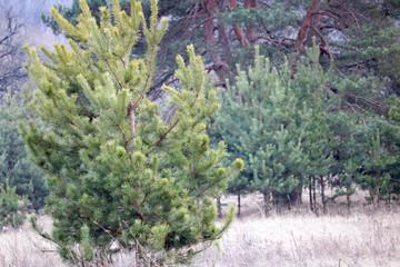pine forest