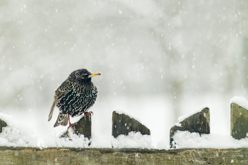Starling in the winter in snow wildlife