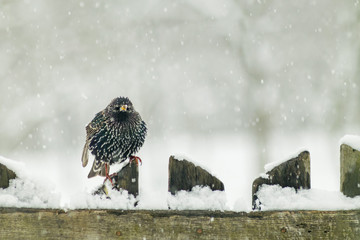 Starling in the winter in snow wildlife