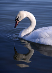 Portrait of swan on lake with reflection in water