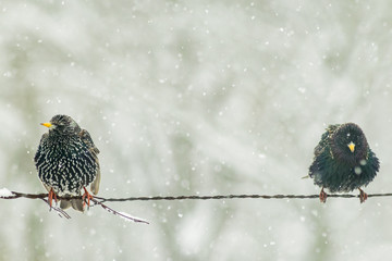 Starling in the winter in snow wildlife