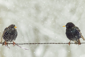 Starling in the winter in snow wildlife