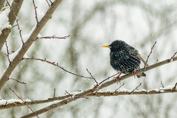 Starling in the winter in snow wildlife
