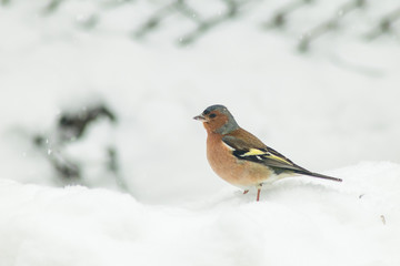 Finch bird winter in wildlife