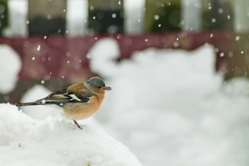 Finch bird winter in wildlife