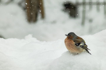 Finch bird winter in wildlife