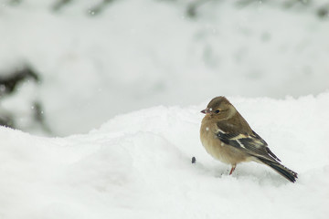 Finch bird winter in wildlife