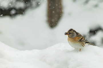 Finch bird winter in wildlife