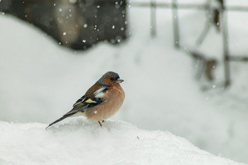Finch bird winter in wildlife