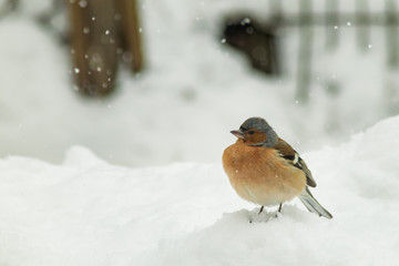 Finch bird winter in wildlife