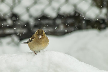 Finch bird winter in wildlife