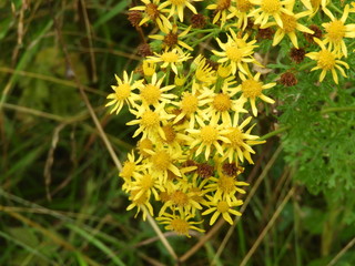 Yellow Wildflowers  