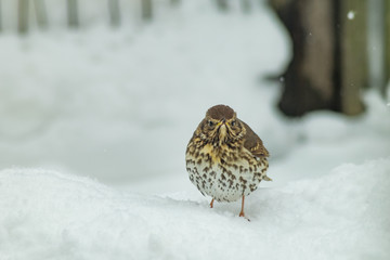 Turdus pilaris bird in winter wildlife